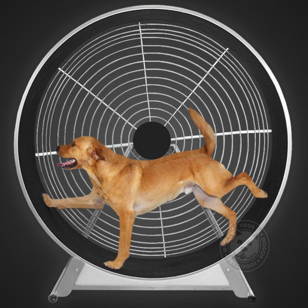 PawMotion™ Dog Treadwheel